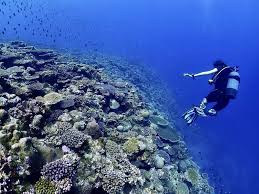 Image result for Scuba Fun