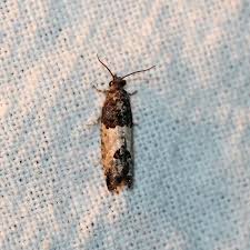 Attēlu rezultāti vaicājumam “Spilonota ocellana”