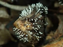 Attēlu rezultāti vaicājumam “Physarum, Nannengaella sp.”