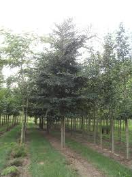 Attēlu rezultāti vaicājumam “Ulmus minor f. suberosa”