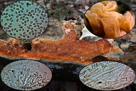 Attēlu rezultāti vaicājumam “Leucogyrophana mollusca”