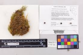 Attēlu rezultāti vaicājumam “Drepanocladus aduncus var. polycarpon”