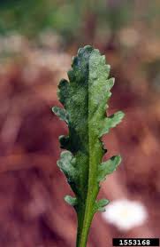 Attēlu rezultāti vaicājumam “Leucanthemum vulgare leaf”