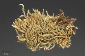 Attēlu rezultāti vaicājumam “Hypnum cupressiforme var. filiforme”