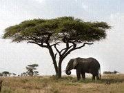 Attēlu rezultāti vaicājumam “Sacchiphantes abietis exuvia”