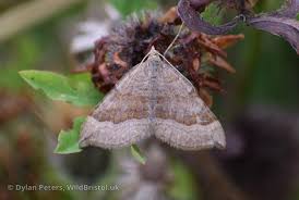Attēlu rezultāti vaicājumam “Scotopteryx chenopodiata”