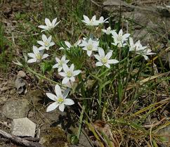 Attēlu rezultāti vaicājumam “Ornithogalum umbellatum flower”