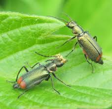 Attēlu rezultāti vaicājumam “Malachius bipustulatus”