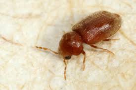 Attēlu rezultāti vaicājumam “Anobiidae”