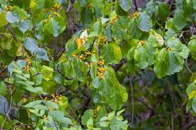 Attēlu rezultāti vaicājumam “Celastrus flagellaris”