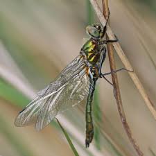 Attēlu rezultāti vaicājumam “Cordulia aenea”