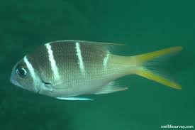 Image result for Monotaxis grandoculis