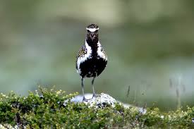 Attēlu rezultāti vaicājumam “Pluvialis apricaria adult”