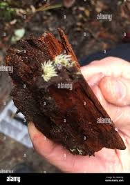 Attēlu rezultāti vaicājumam “Mucronella calva”