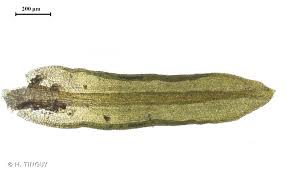 Attēlu rezultāti vaicājumam “Bryoerythrophyllum recurvirostrum”