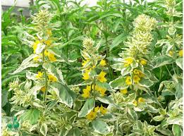 Attēlu rezultāti vaicājumam “Lysimachia punctata”