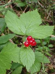 Attēlu rezultāti vaicājumam “Rubus saxatilis”
