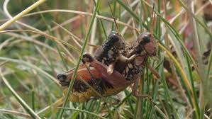 Attēlu rezultāti vaicājumam “Podisma pedestris”