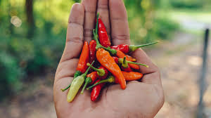 Afbeeldingsresultaat voor thai bird pepper hot pepper