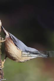 Image result for Sitta europaea