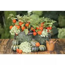 Image result for Lampionblume