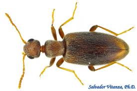 Attēlu rezultāti vaicājumam “Anthicidae”