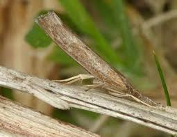 Attēlu rezultāti vaicājumam “Pediasia fascelinella”