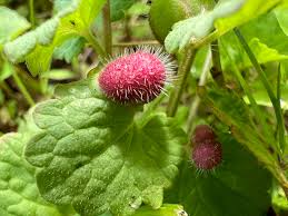 Attēlu rezultāti vaicājumam “Liposthenes glechomae”