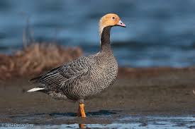 Attēlu rezultāti vaicājumam “Anseriformes”