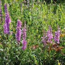 Attēlu rezultāti vaicājumam “Lythrum salicaria leaf”