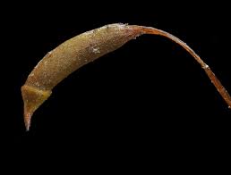 Attēlu rezultāti vaicājumam “Callicladium haldanianum”