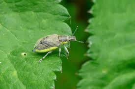 Attēlu rezultāti vaicājumam “Chlorophanus viridis”