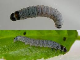 Attēlu rezultāti vaicājumam “Epinotia sordidana”