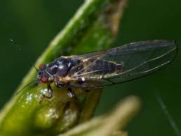 Attēlu rezultāti vaicājumam “Trioza dispar nymph”