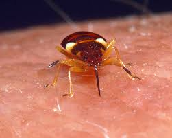 Attēlu rezultāti vaicājumam “Anthocoris nemorum”