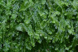 Attēlu rezultāti vaicājumam “Chiloscyphus pallescens”