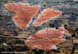 Attēlu rezultāti vaicājumam “Ceriporia purpurea”