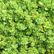 Attēlu rezultāti vaicājumam “Herniaria glabra flower”