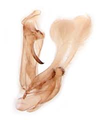 Attēlu rezultāti vaicājumam “Hypatima rhomboidella”