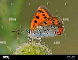Attēlu rezultāti vaicājumam “Lycaena dispar underside”