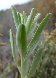 Attēlu rezultāti vaicājumam “Atriplex calotheca leaf”