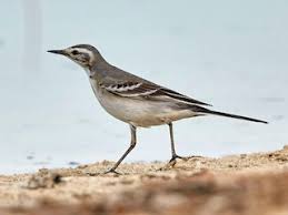 Attēlu rezultāti vaicājumam “Motacilla citreola”