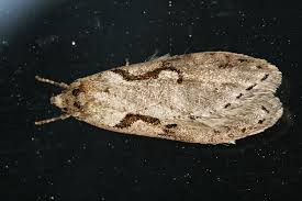 Attēlu rezultāti vaicājumam “Semioscopis steinkellneriana”