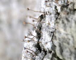 Attēlu rezultāti vaicājumam “Sclerophora coniophaea”