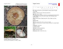 Attēlu rezultāti vaicājumam “Lentinus suavissimus”
