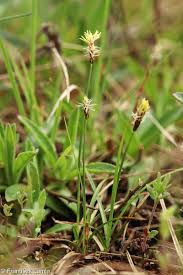 Attēlu rezultāti vaicājumam “Carex caryophyllea fruit”