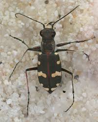 Attēlu rezultāti vaicājumam “Cicindela hybrida”