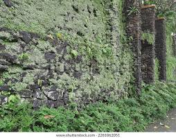 Attēlu rezultāti vaicājumam “Marchantiopsida”