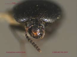 Attēlu rezultāti vaicājumam “Tetratomidae”