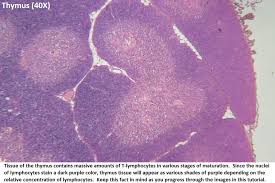 Image result for Thymus